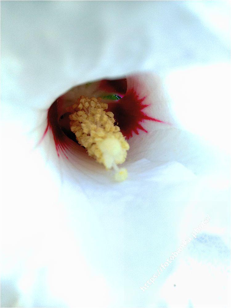 Hibiscus stamens