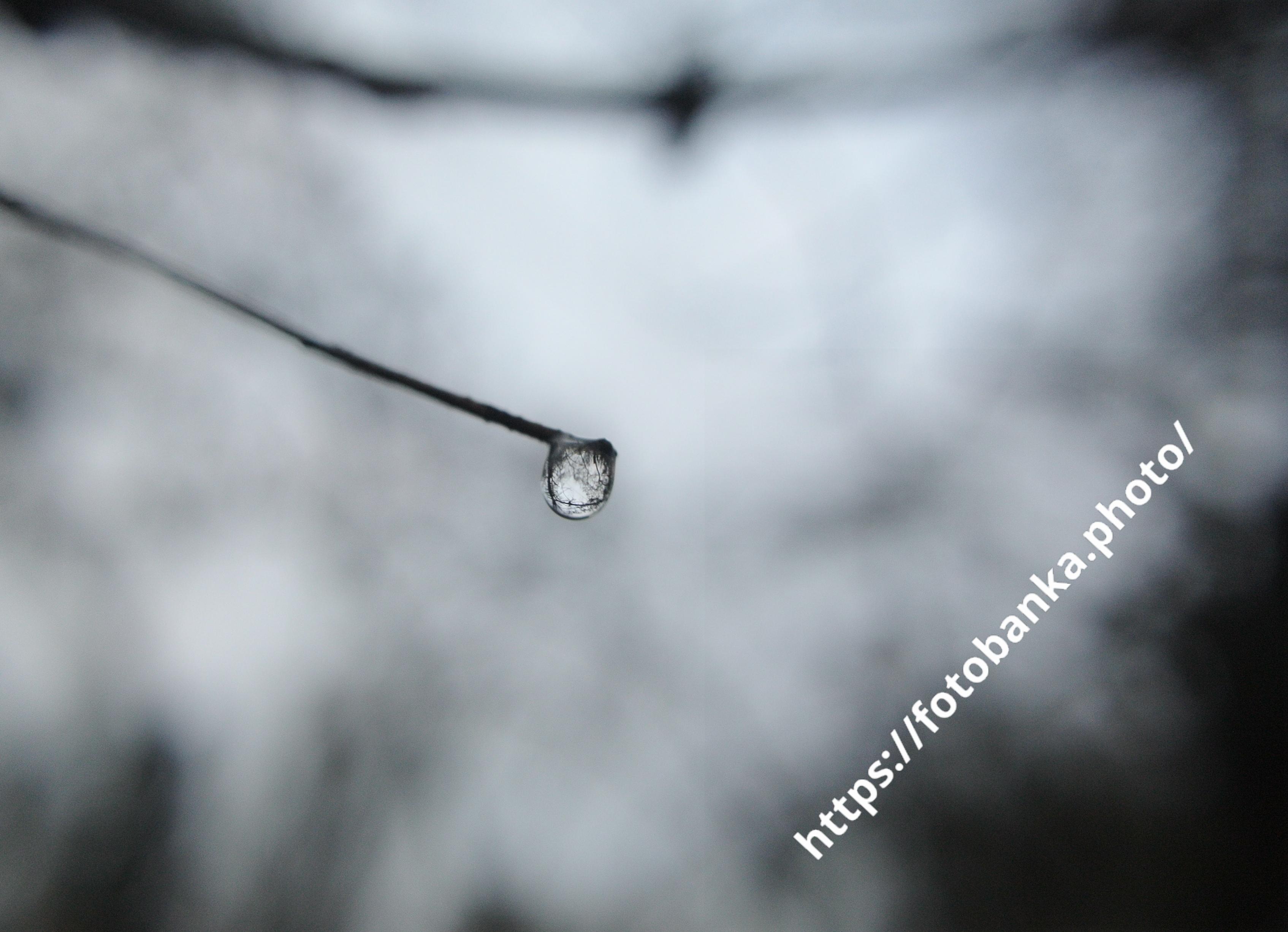細い枝に落ちた雨粒