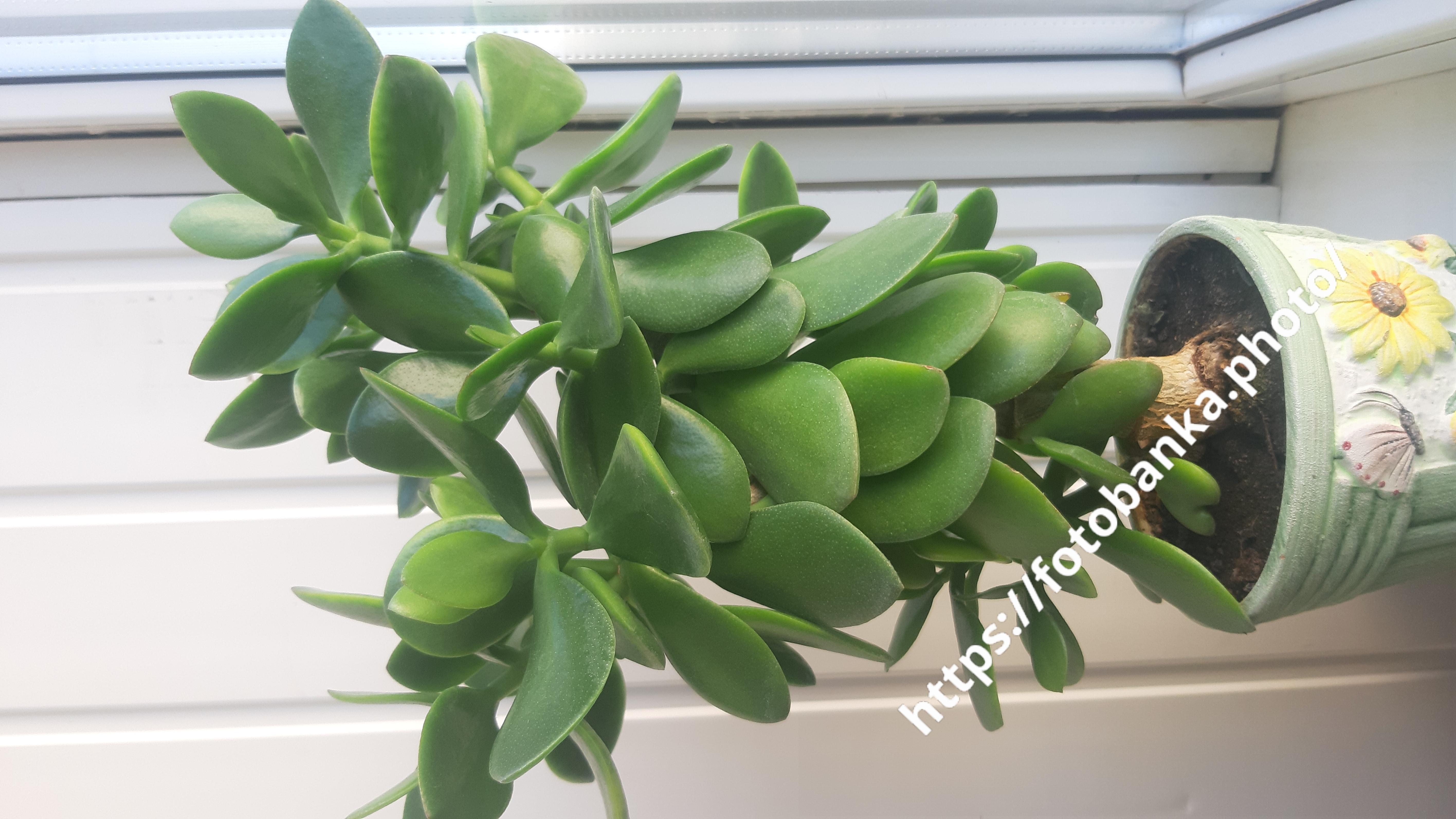 Money tree