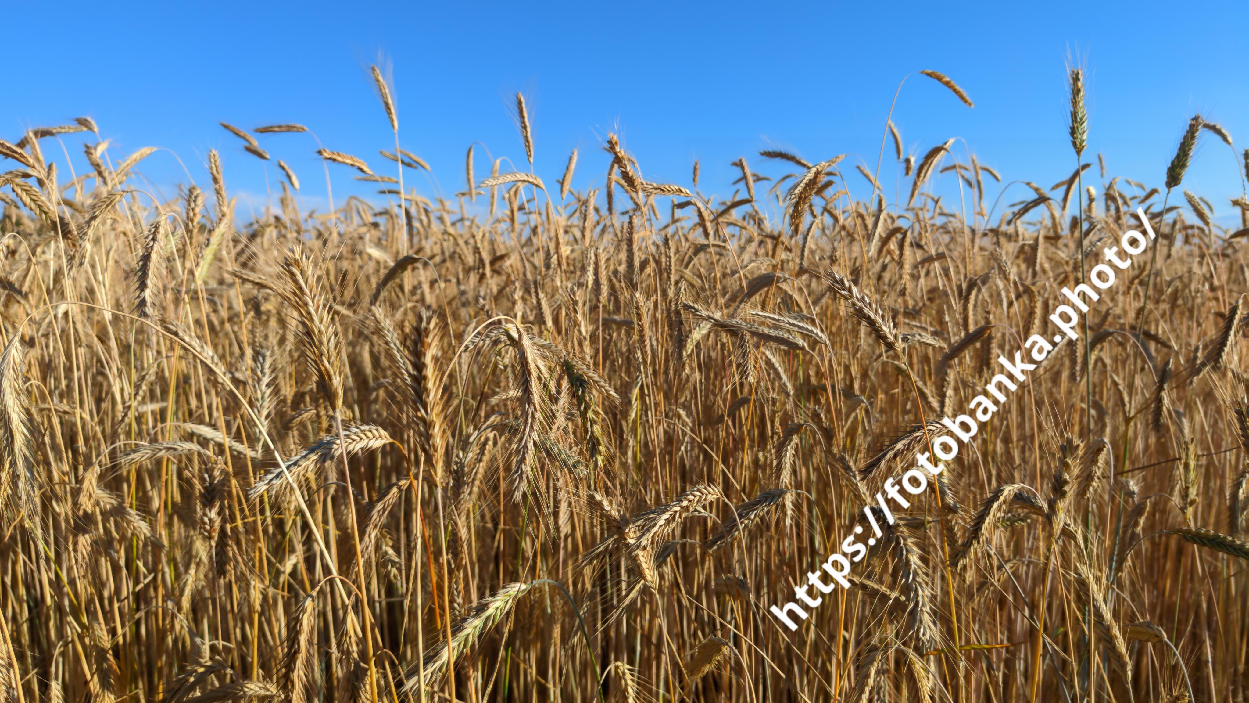 A wheat field