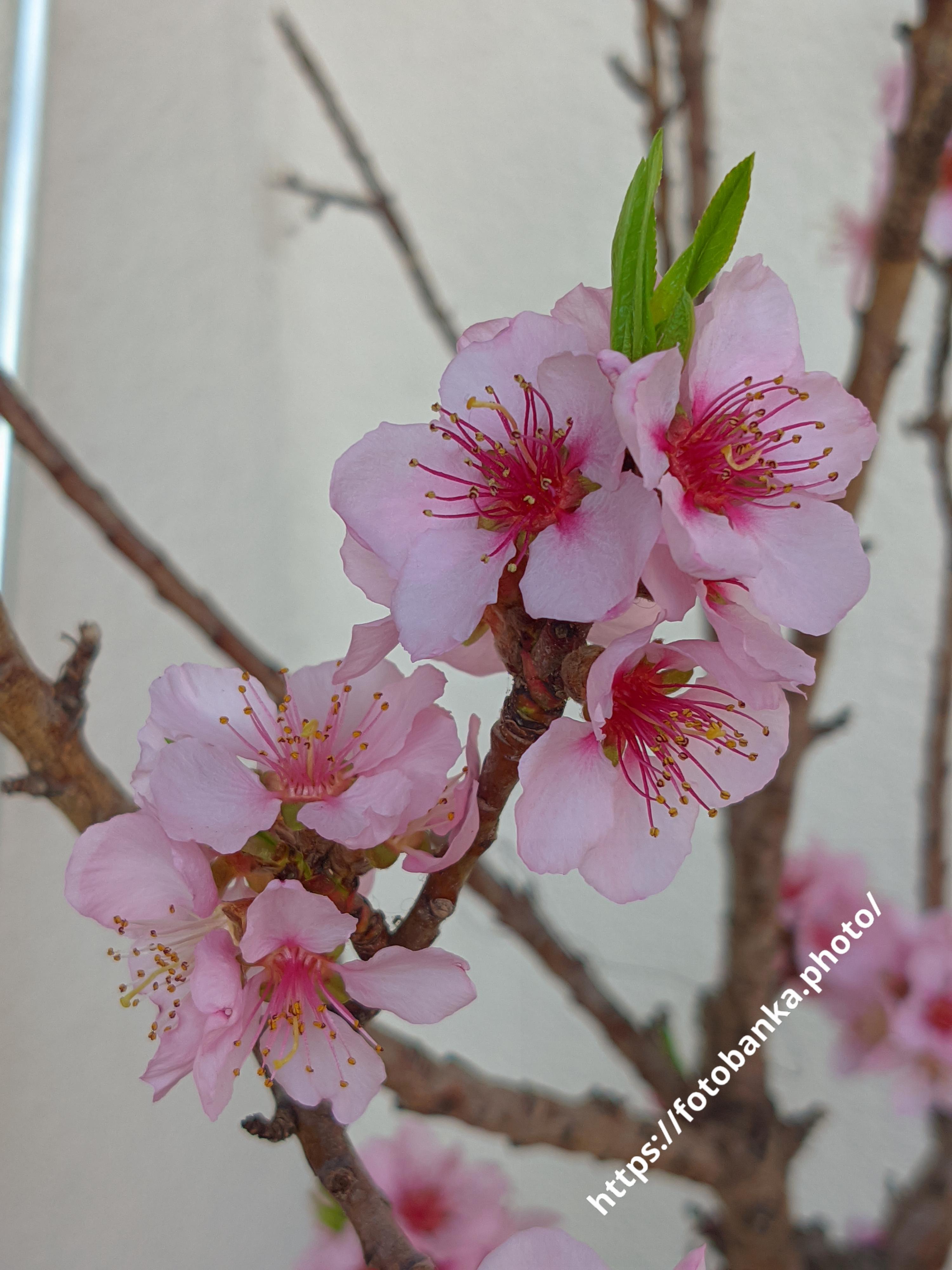The tenderness of pink
