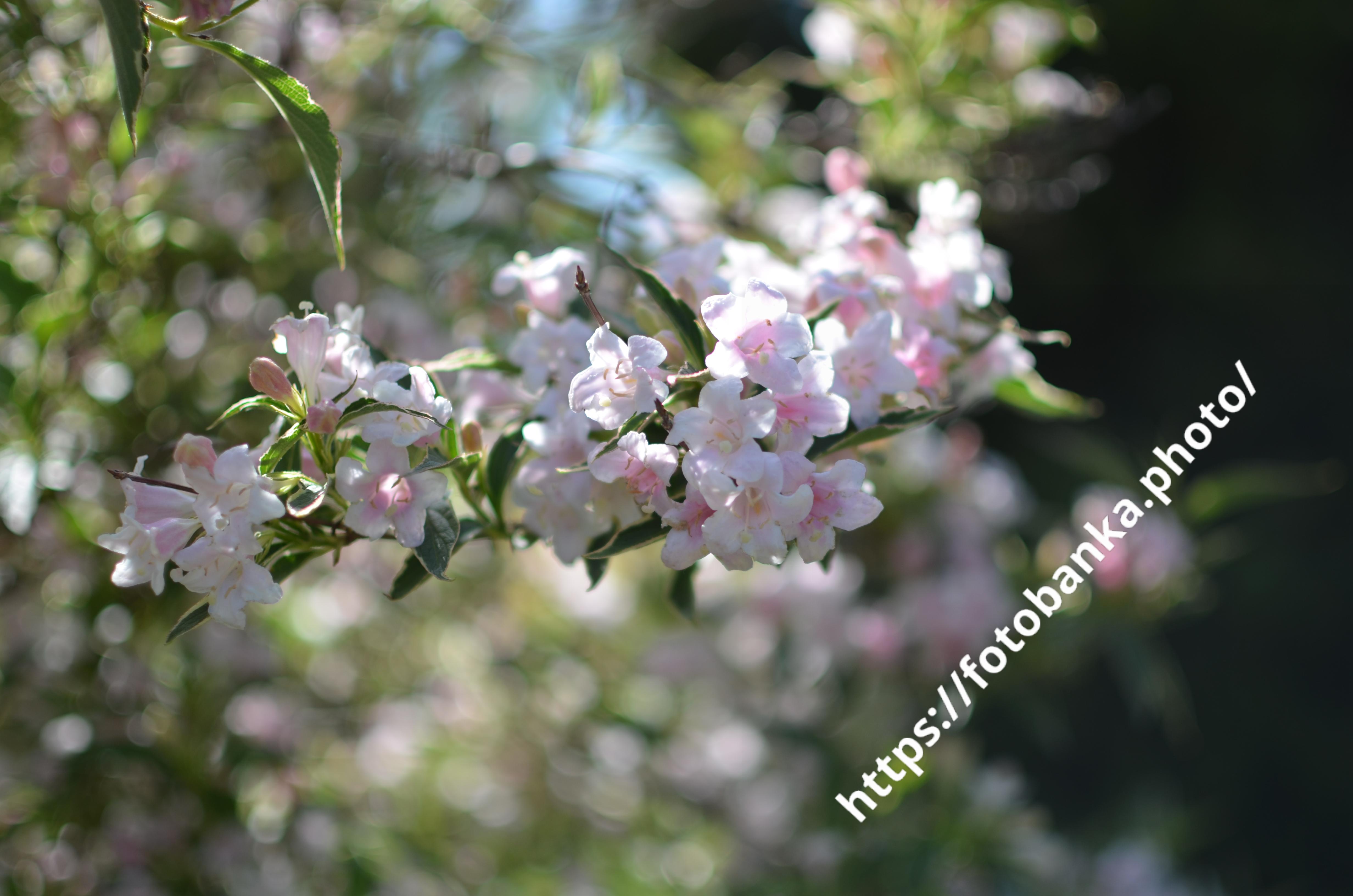Weigela