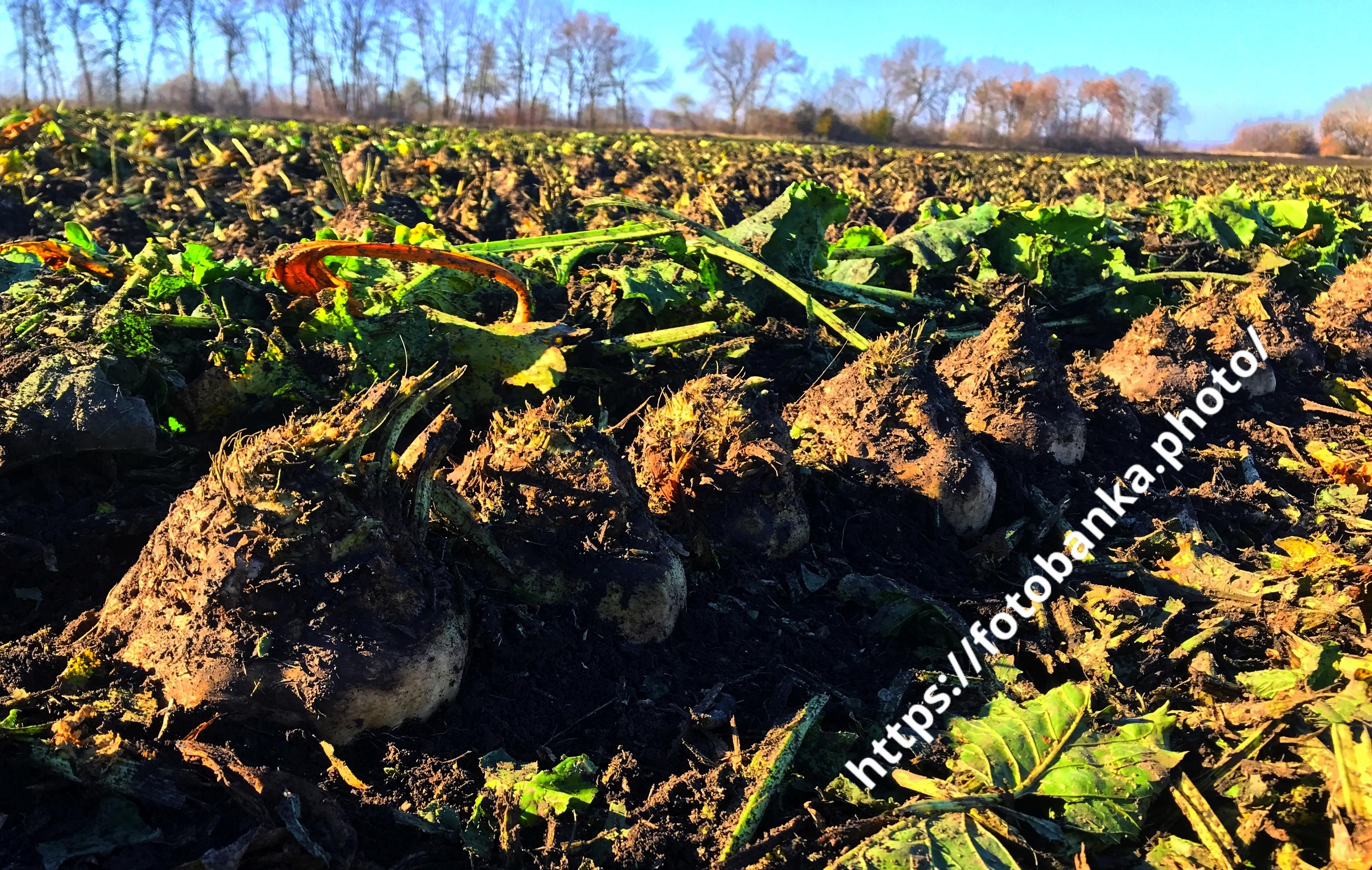 Beetroot in rows