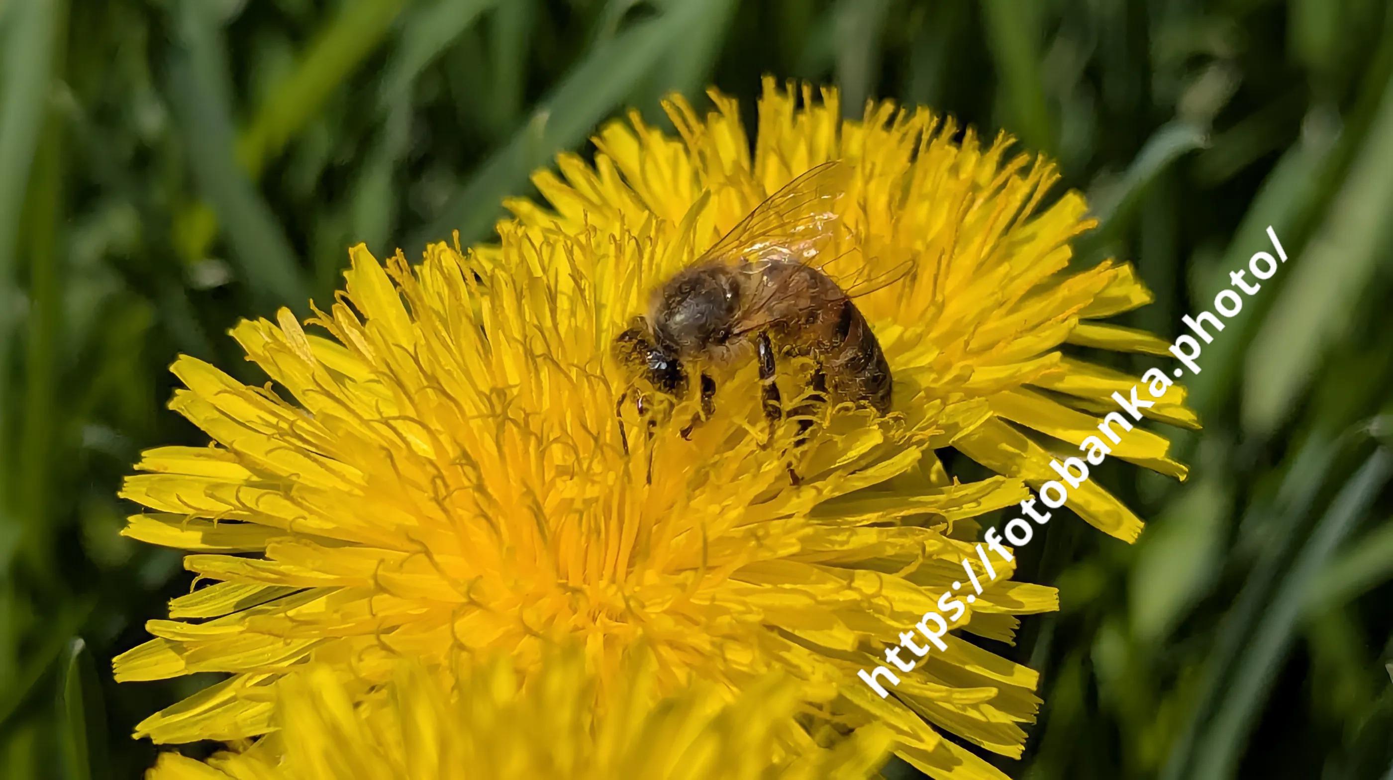 Bee pollinates the dandelion