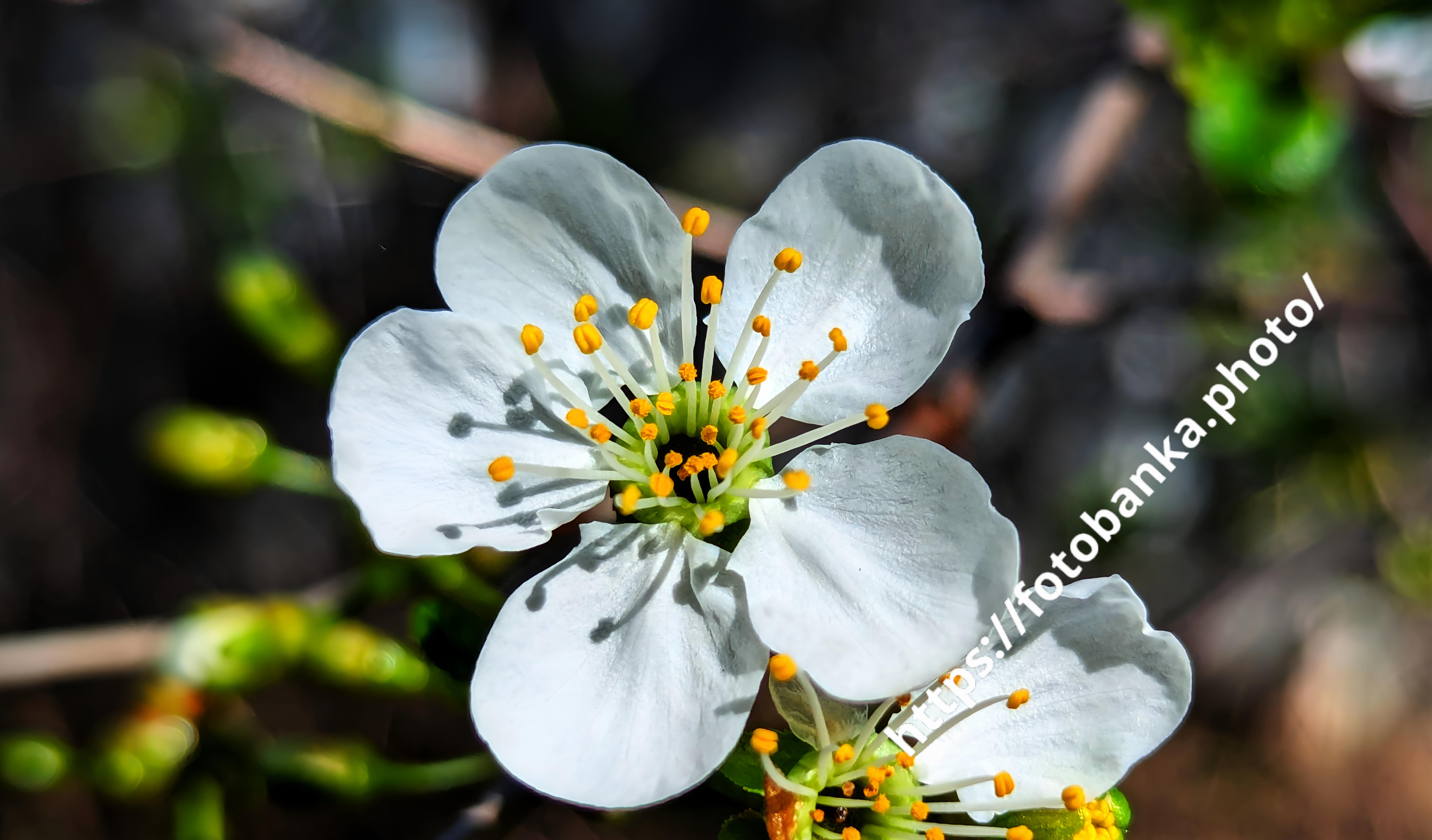 The red cherry flower