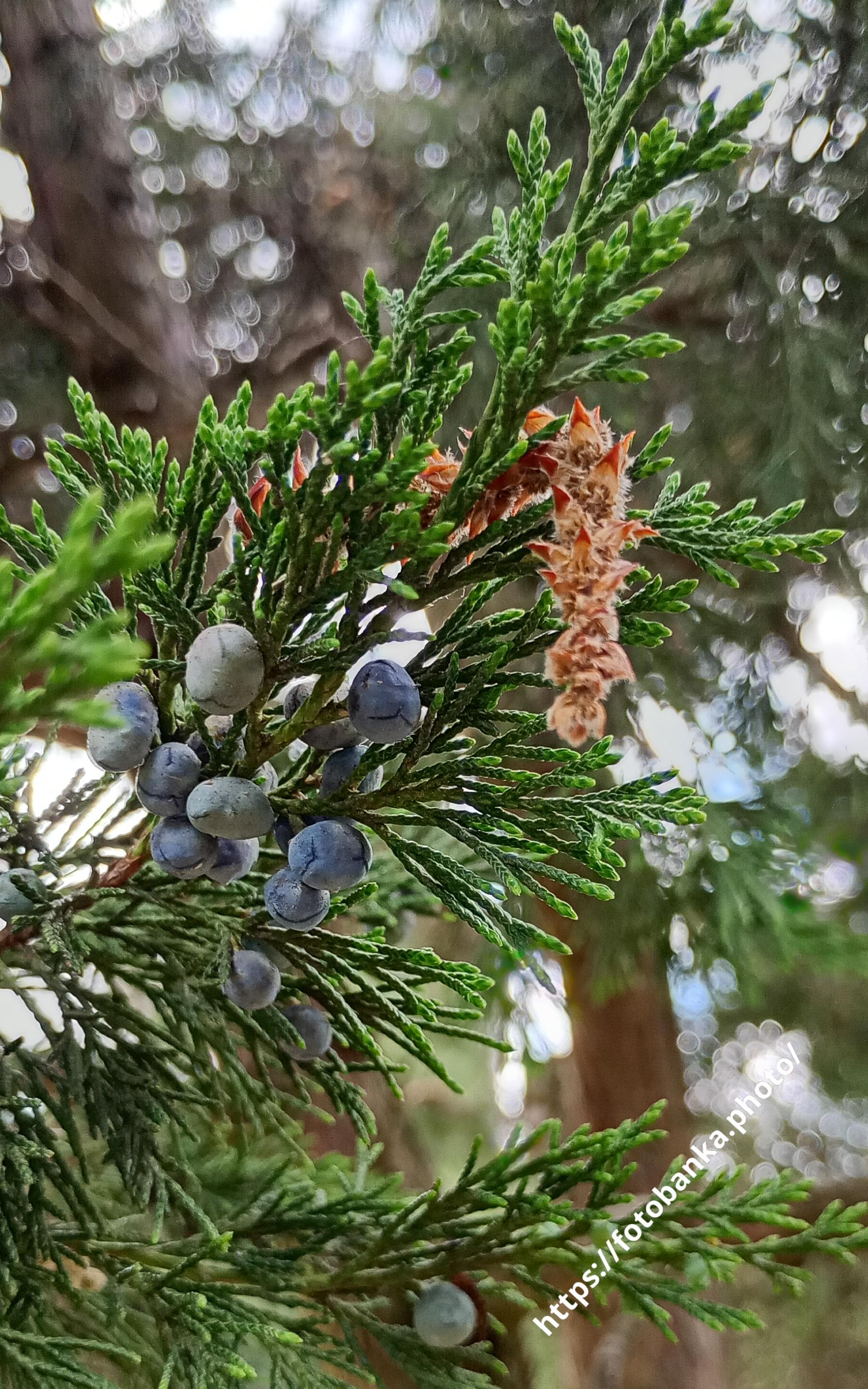 Branch