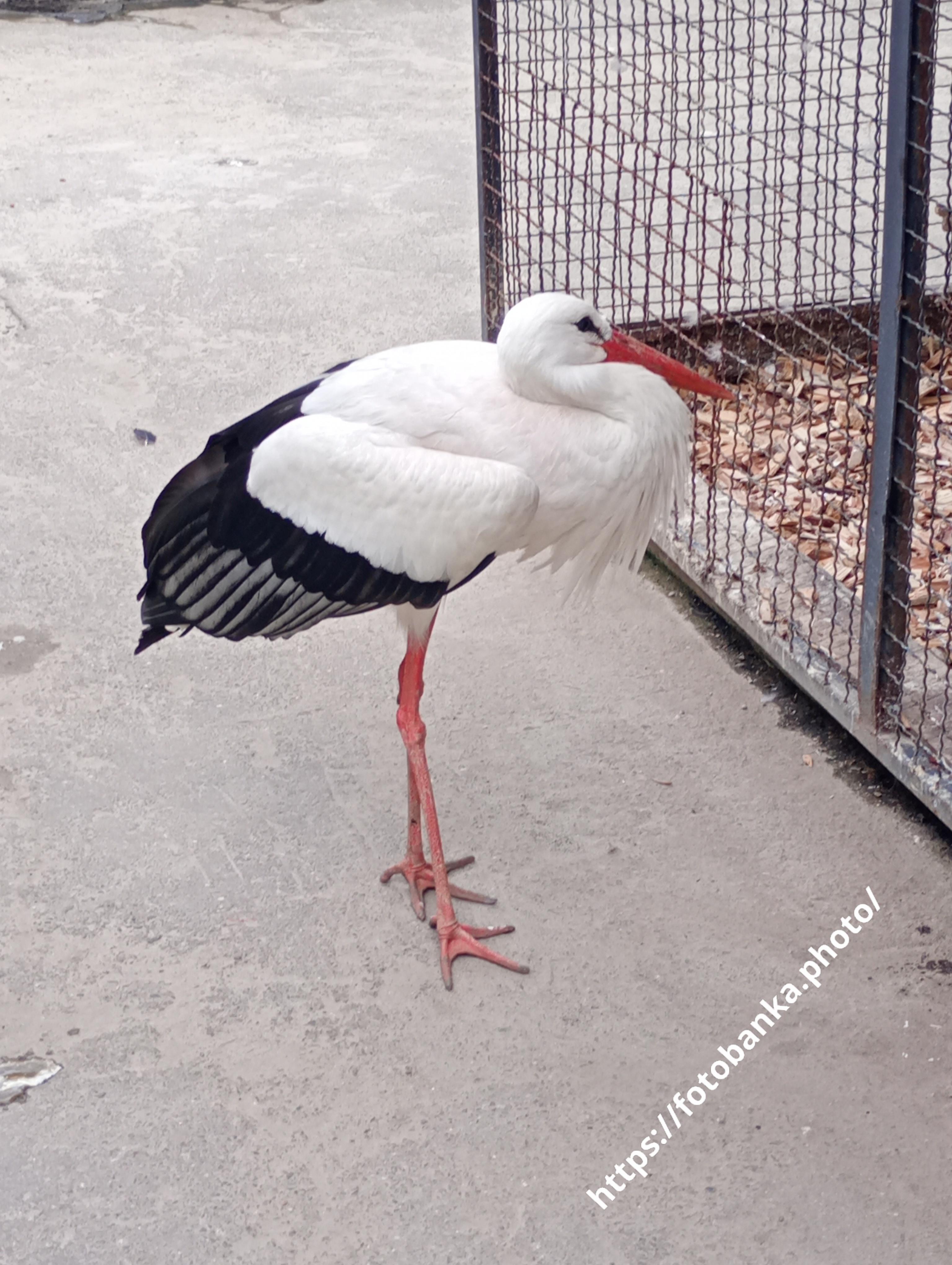 Stork