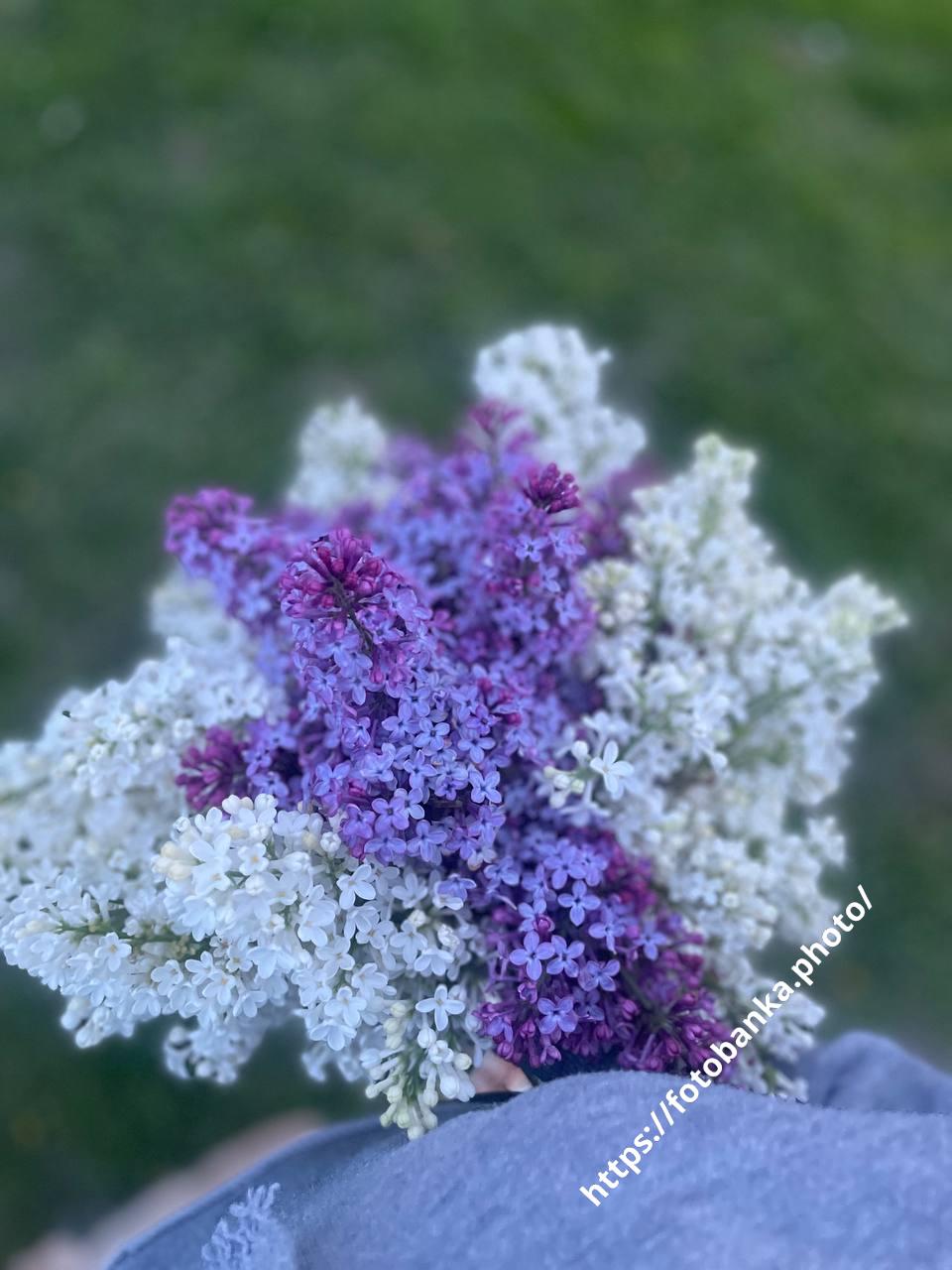 Букет бузку