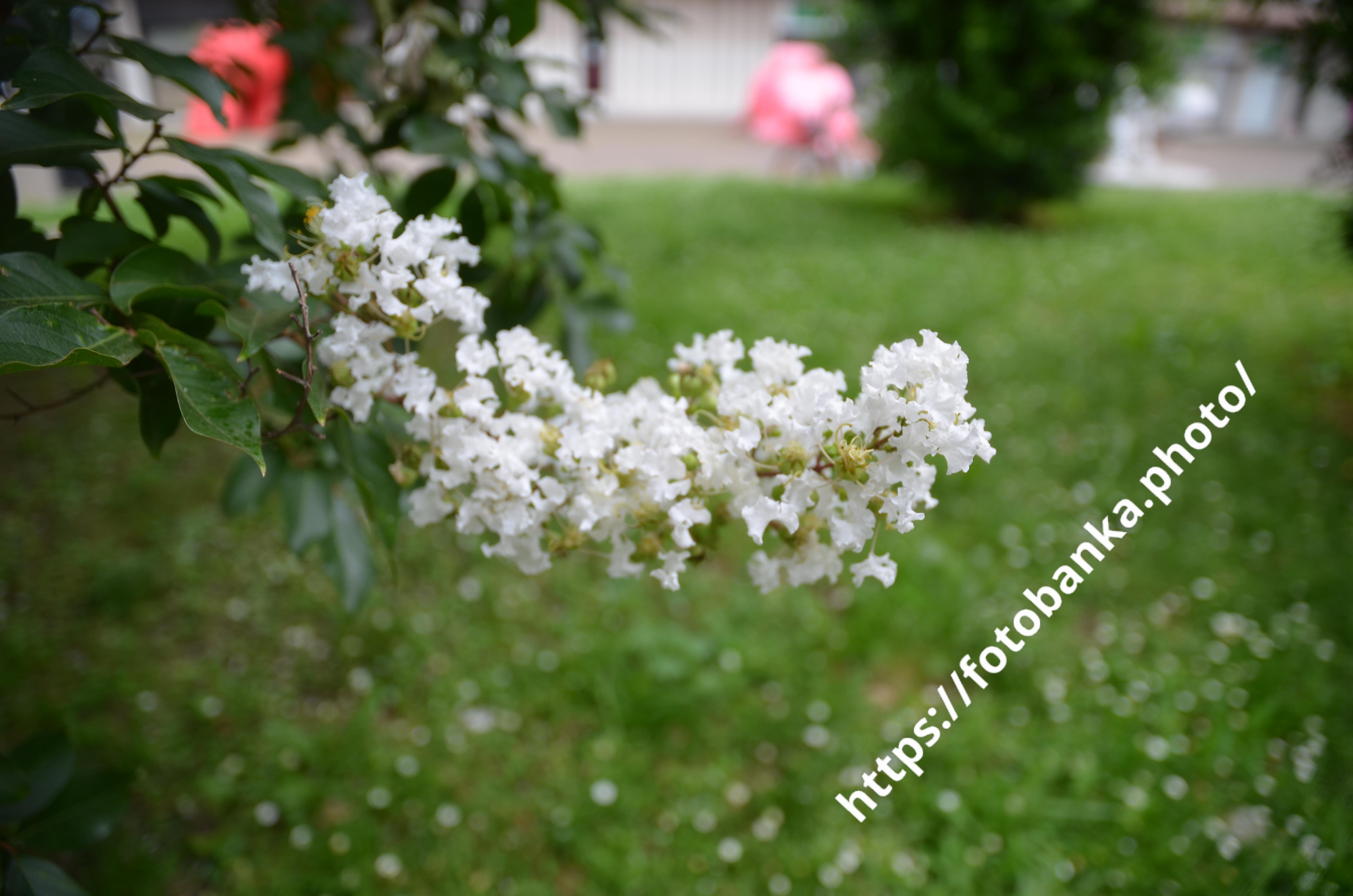 ラガーストロミア