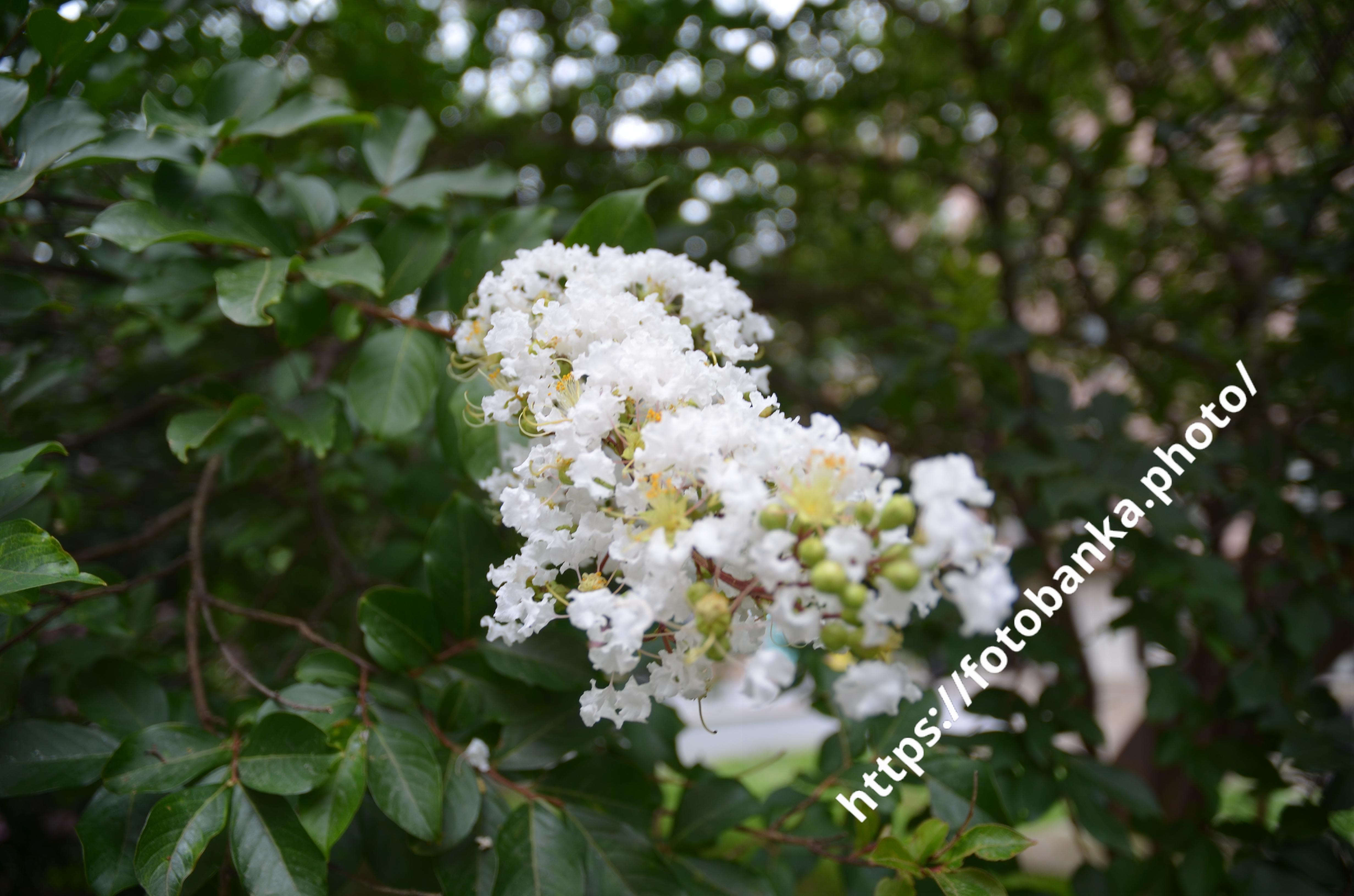 ラガーストロミア