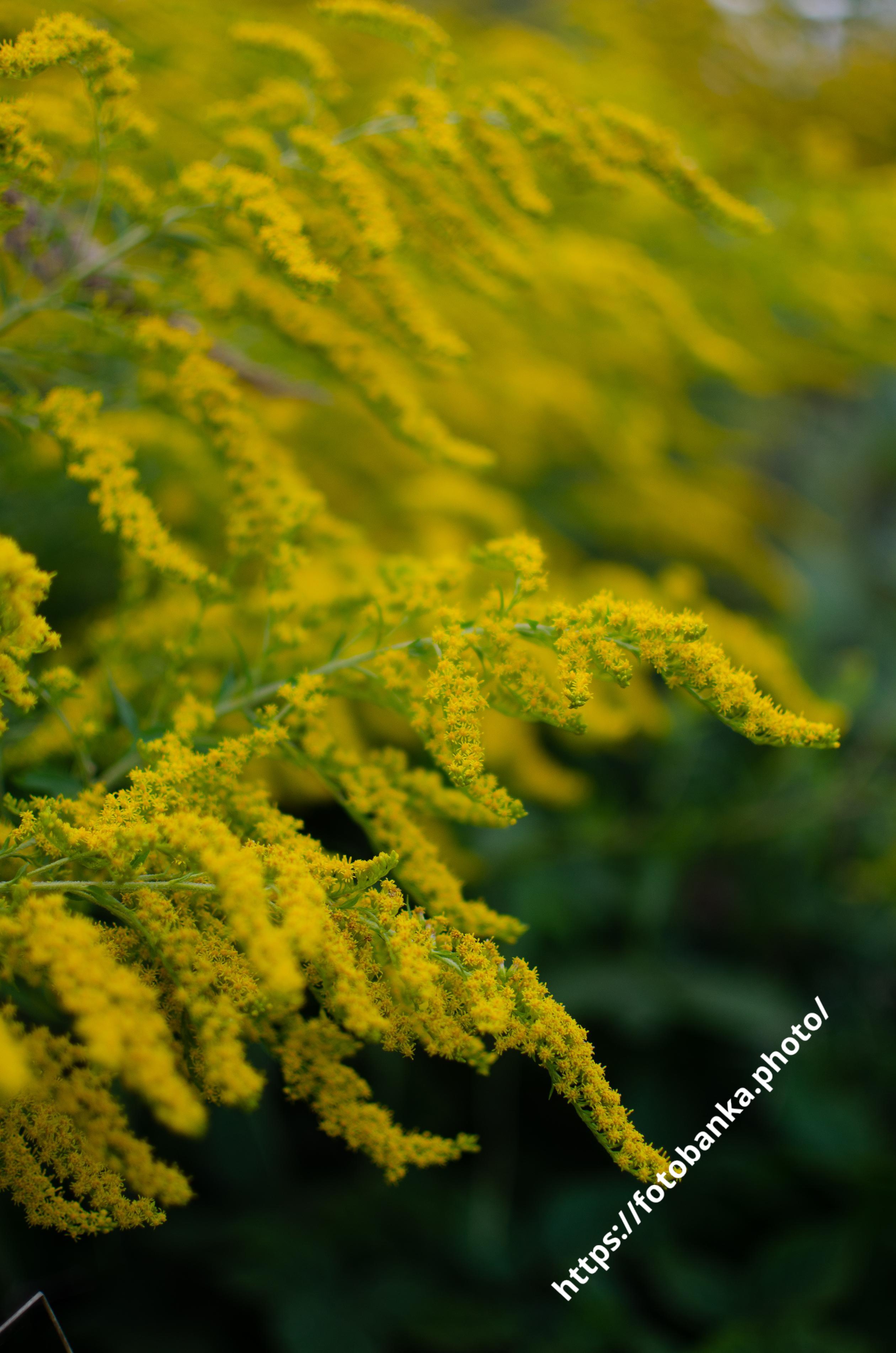 ゴールデンロッド