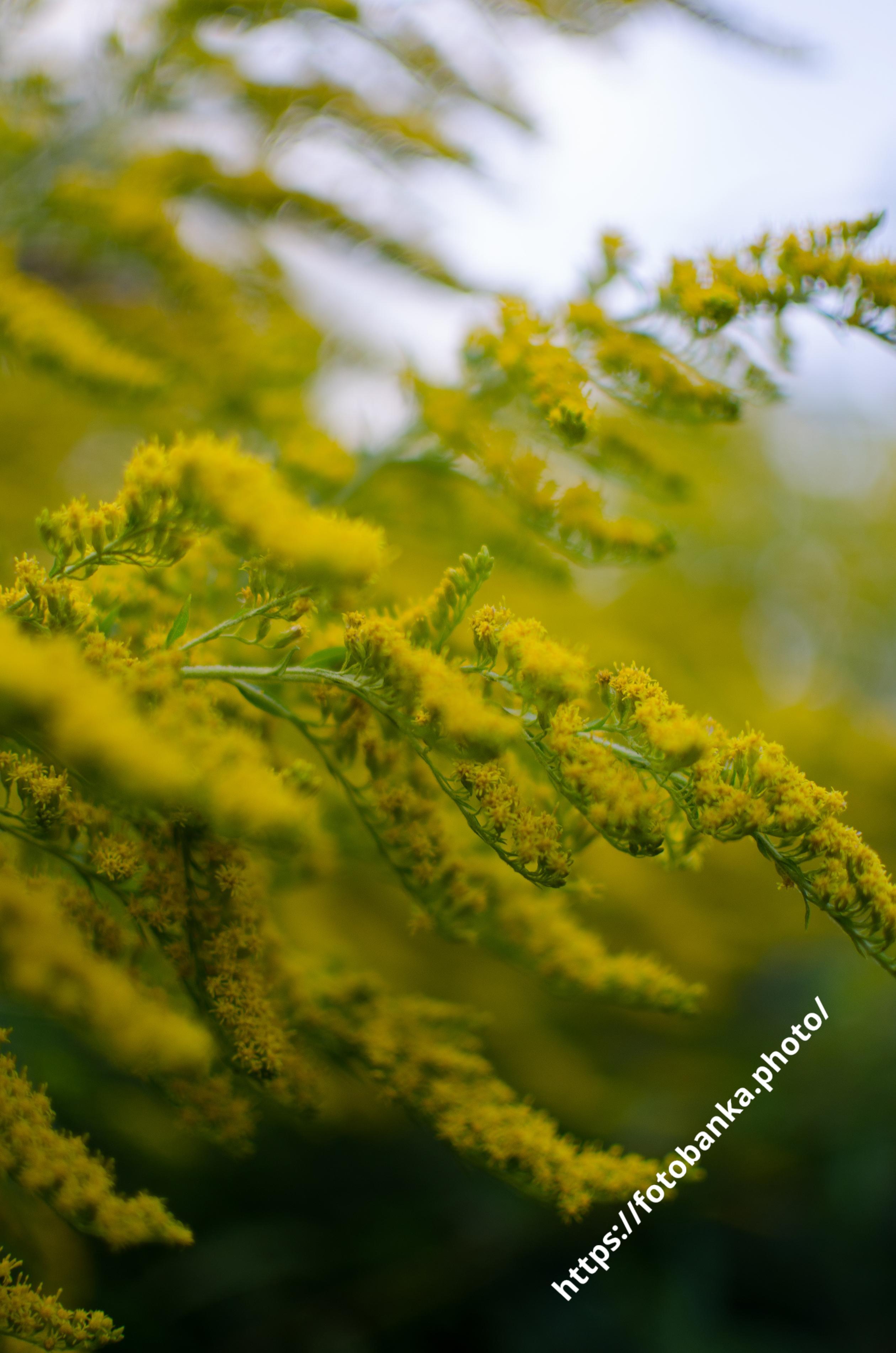 ゴールデンロッド