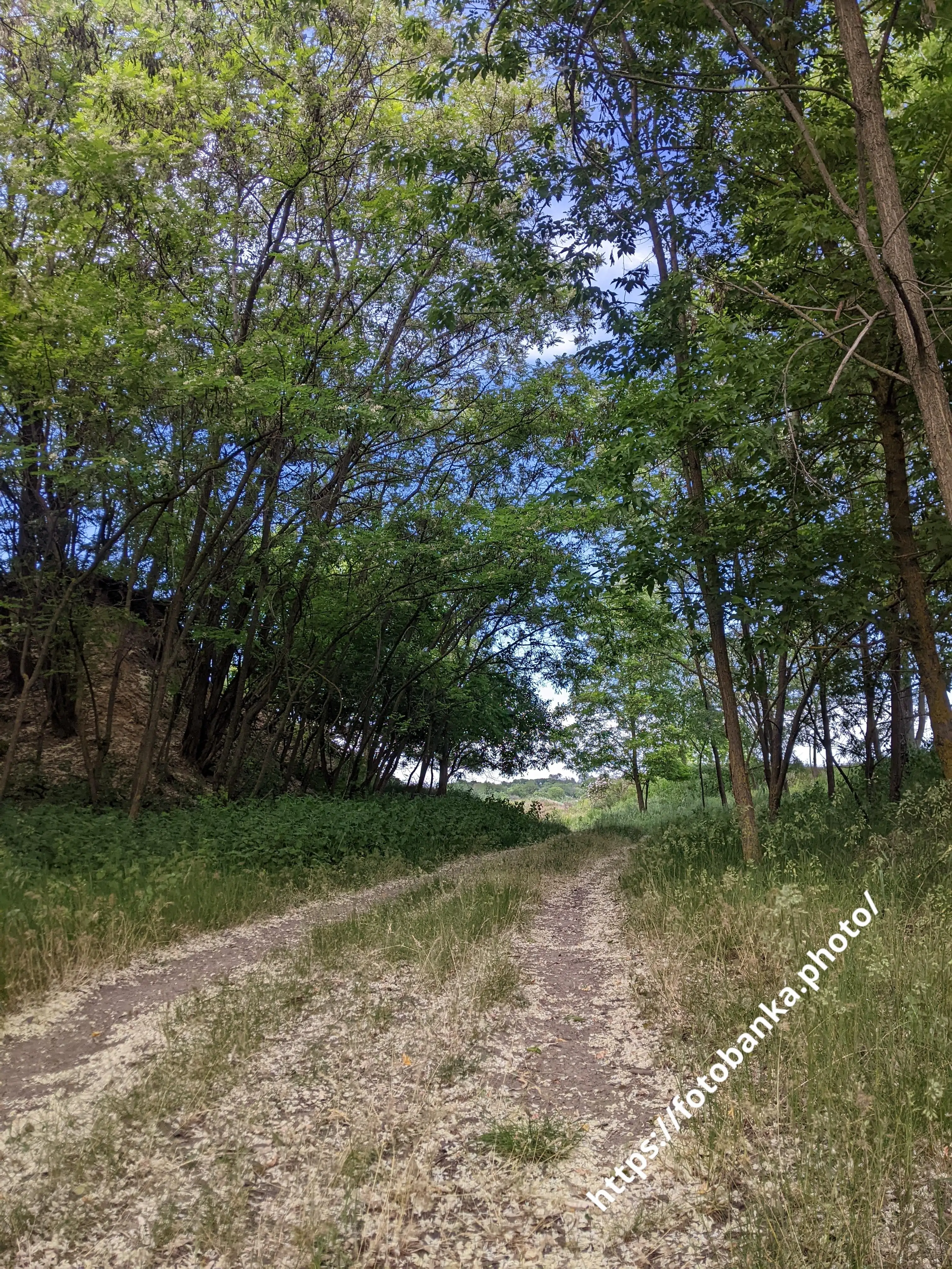 太陽に照らされた林道